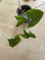 IMG_9053.jpeg