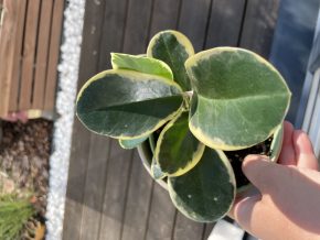 Hoya australis "Lisa"