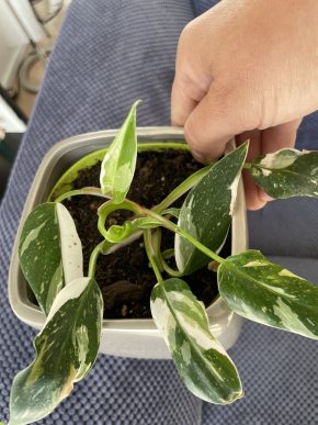 Philodendron white princess