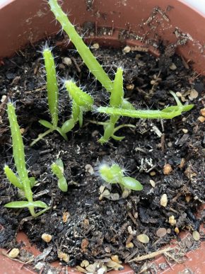 Pitahaya červená / dračí ovoce