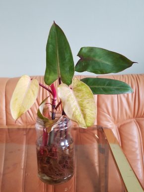 Philodendron Painted Lady - již krásně kořenící řízek