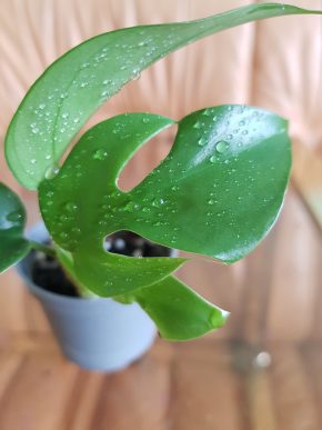 Rhaphidophora tetrasperma - Monstera minima - již krásně zakořeněný řízek