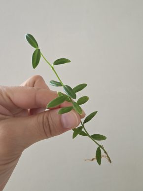 Hoya engleriana - řízek