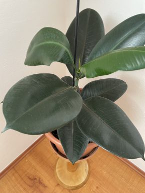Ficus abidjan
