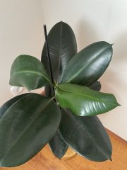 IMG_9074.jpeg