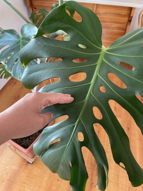 Monstera deliciosa