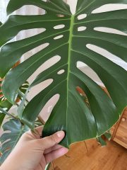 IMG_9076.jpeg