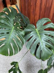 IMG_9080.jpeg