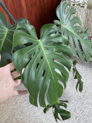 IMG_9079.jpeg