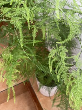 Asparagus setaceus plumosus