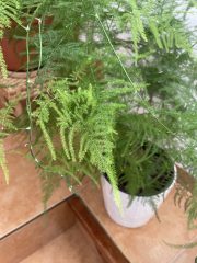 IMG_9071.jpeg