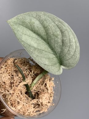 Scindapsus Las Capas