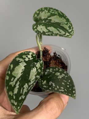 Scindapsus tricolor