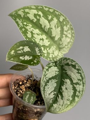 Scindapsus Black Exotica Velvet