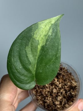 Scindapsus jade satin Mint var.