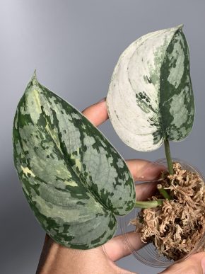 Scindapsus Mariposa