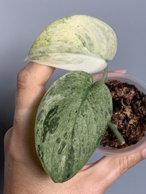 Scindapsus jade satin Marble var.