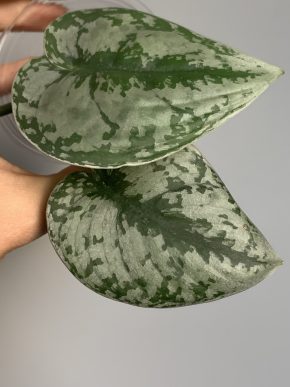 Scindapsus noid
