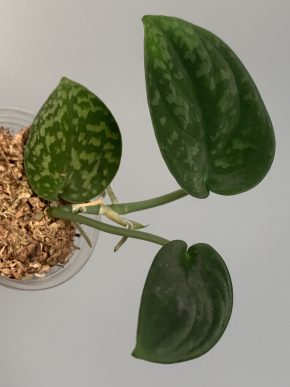Scindapsus Dark Satin Green splash