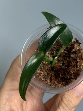 Scindapsus sp. Borneo mini
