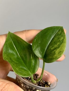 Scindapsus treubii var.