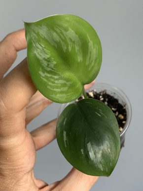 Scindapsus officinalis