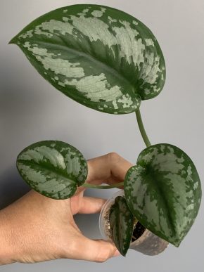 Scindapsus Silver Princess