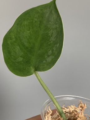 Scindapsus Green Emerald