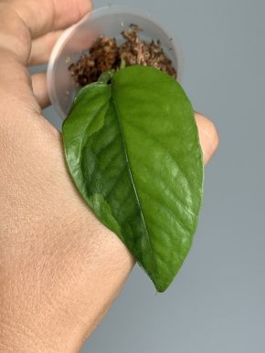 Epipremnum pinnatum Neon