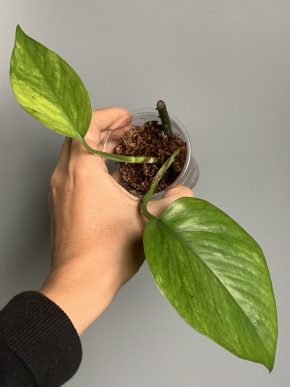 Epipremnum aureum Jessenia