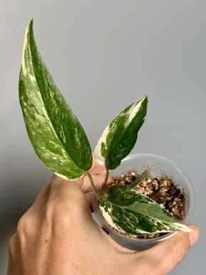 Epipremnum pinnatum Albo var.