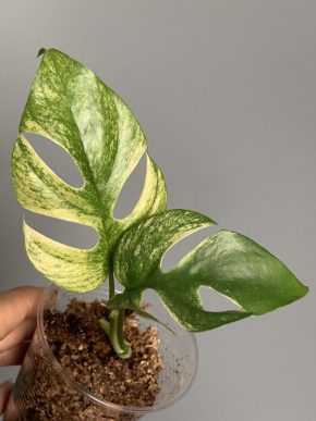 Rhapidophora tetrasperma Ghost variegata