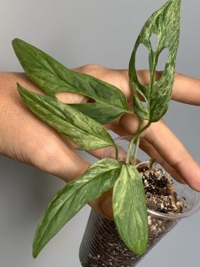 Monstera adansonii Indonesian Marble