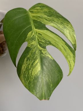 Monstera deliciosa Green on Green var.