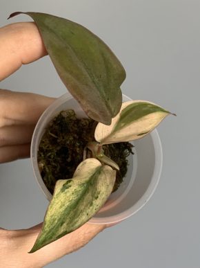 Philodendron micans Pink Mint var.