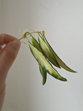 Hoya wayetii variegata - řízek