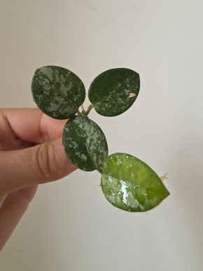 Hoya 'Mathilde' splash - řízek