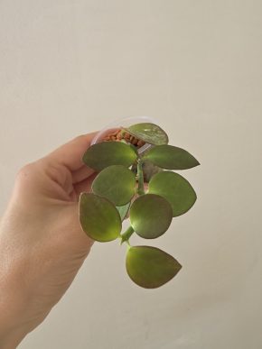 Hoya biakensis splash