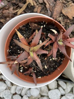 Haworthia rugosa