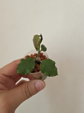 Hoya endauensis