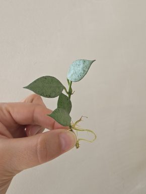 Hoya lacunosa 'Mint'