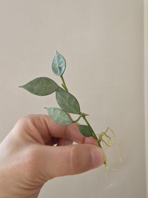Hoya lacunosa 'Mint'