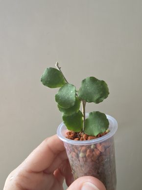 Hoya kanyakumariana
