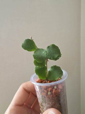 Hoya kanyakumariana