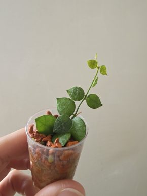 Dischidia hirsuta - baby
