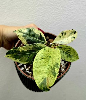 Ficus Shivereana