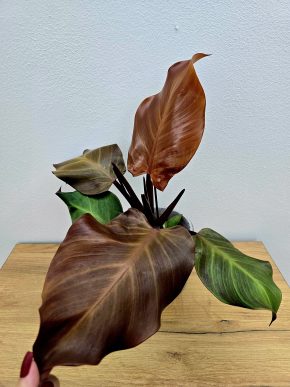 Philodendron Prince of Orange