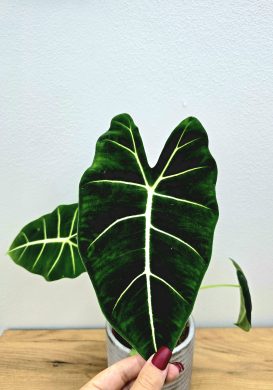 Alocasia Frydek