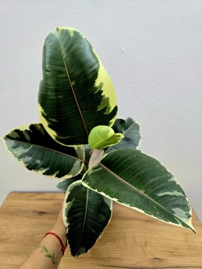 Ficus Tineke
