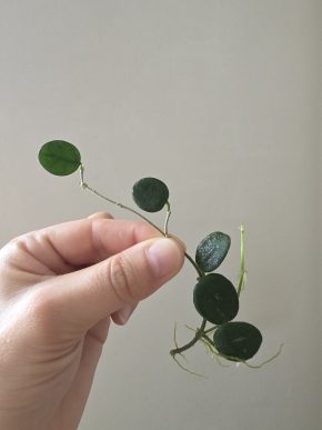 Hoya serpens